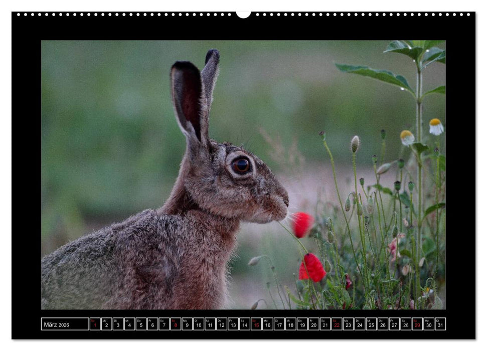 Feldhasen - Meister Lampe in Franken (CALVENDO Wandkalender 2026)