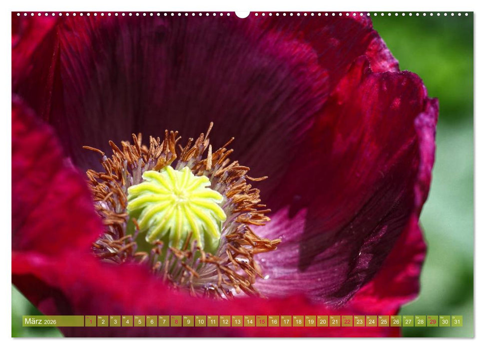 Mohn Tage (CALVENDO Premium Wandkalender 2026)