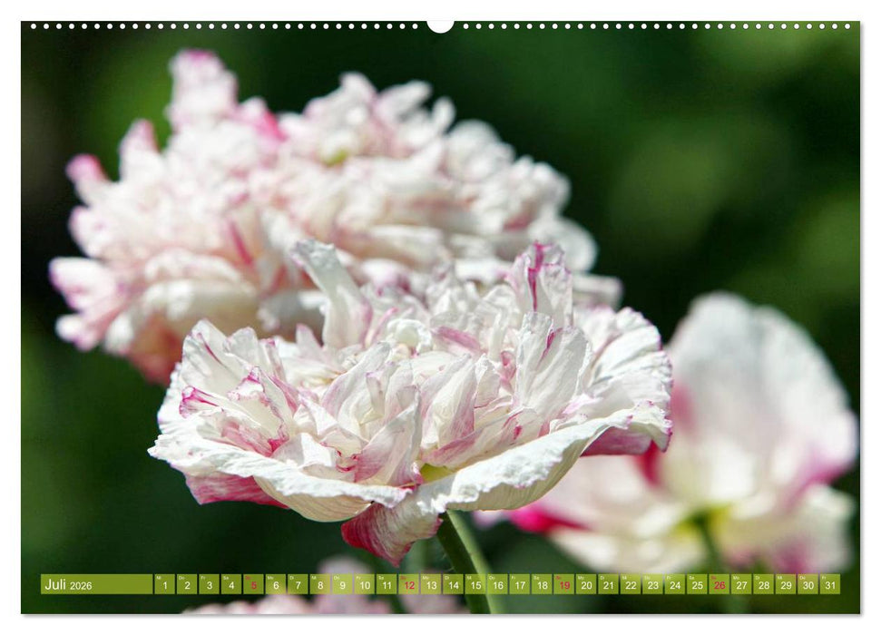 Mohn Tage (CALVENDO Premium Wandkalender 2026)