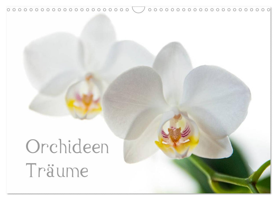 Orchideen Träume (CALVENDO Wandkalender 2026)