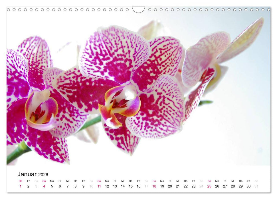 Orchideen Träume (CALVENDO Wandkalender 2026)