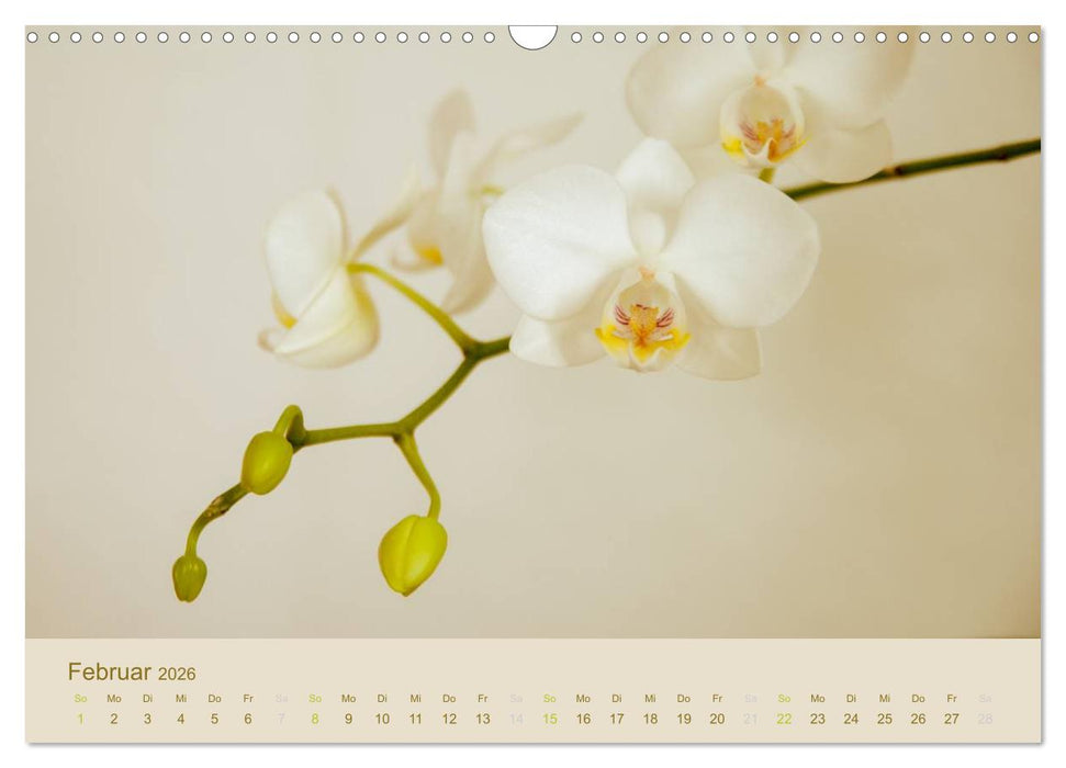 Orchideen Träume (CALVENDO Wandkalender 2026)