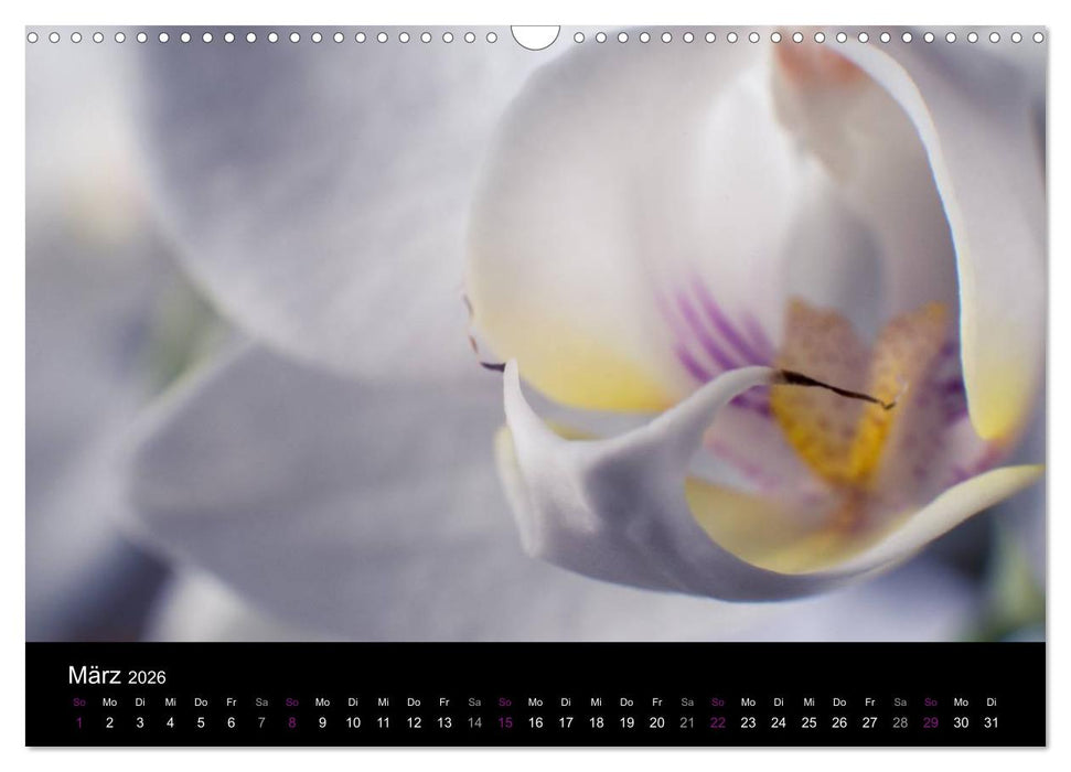 Orchideen Träume (CALVENDO Wandkalender 2026)
