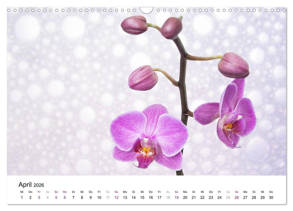 Orchideen Träume (CALVENDO Wandkalender 2026)