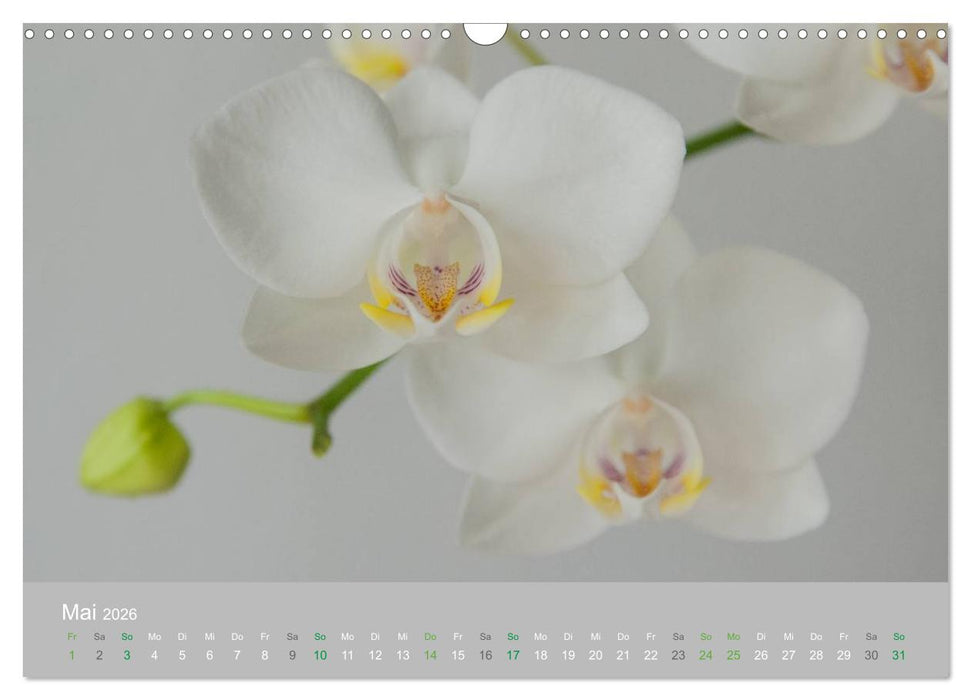 Orchideen Träume (CALVENDO Wandkalender 2026)