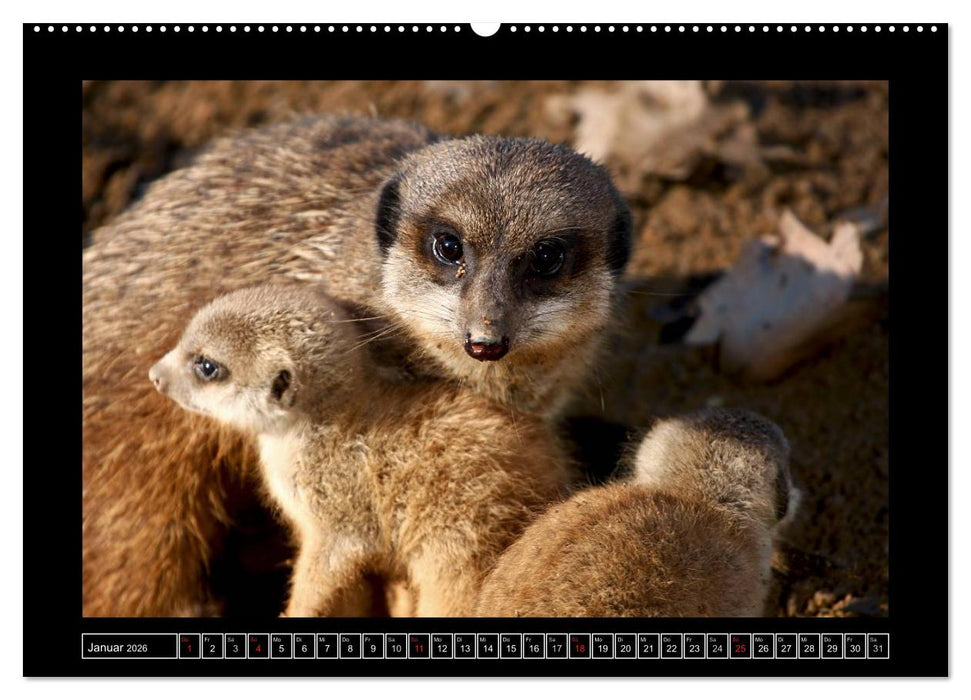 Wildtiere (CALVENDO Premium Wandkalender 2026)