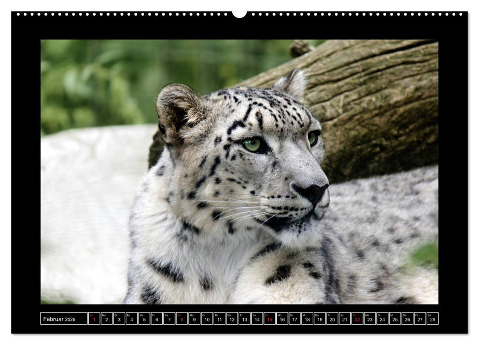 Wildtiere (CALVENDO Premium Wandkalender 2026)