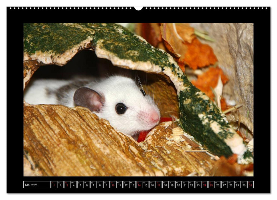 Wildtiere (CALVENDO Premium Wandkalender 2026)