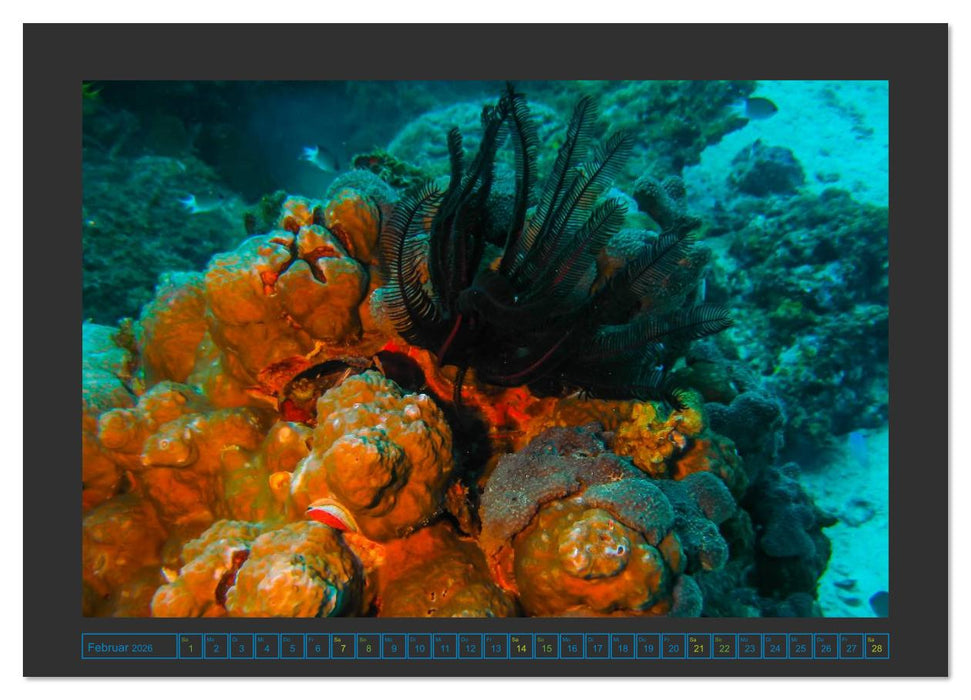 Unterwasserwelt - Das Leben am Korallenriff (CALVENDO Premium Wandkalender 2026)