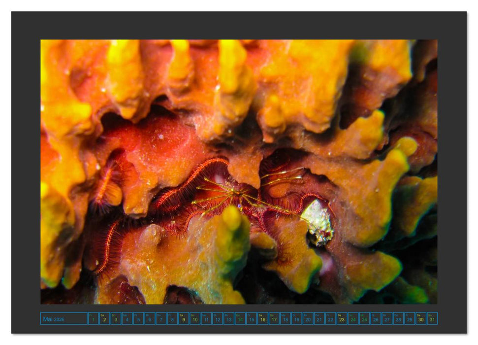 Unterwasserwelt - Das Leben am Korallenriff (CALVENDO Premium Wandkalender 2026)