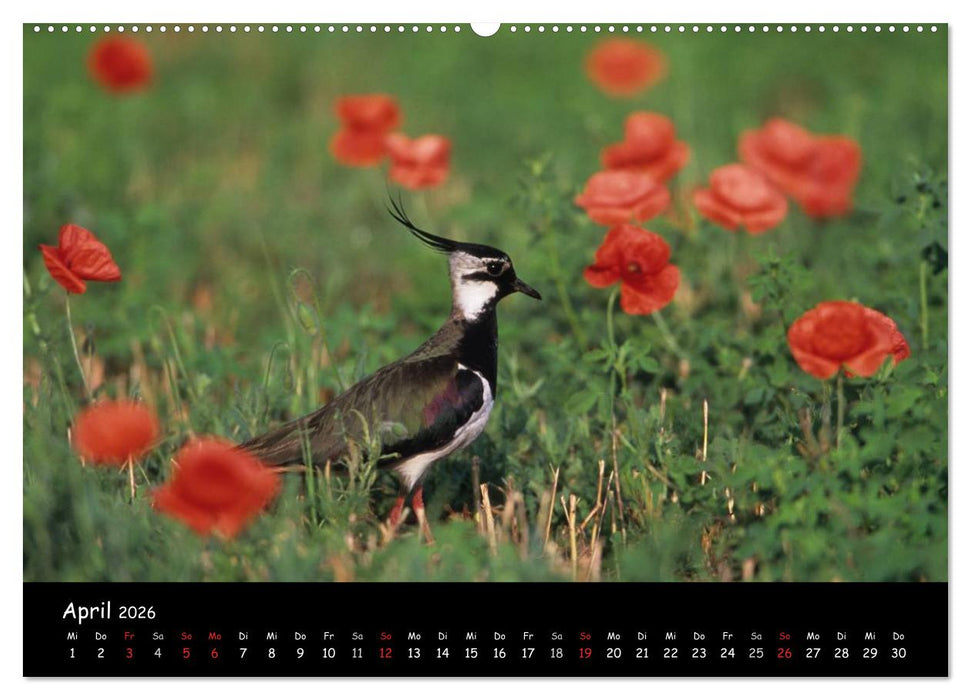 Naturjuwelen - Neusiedler See (CALVENDO Premium Wandkalender 2026)