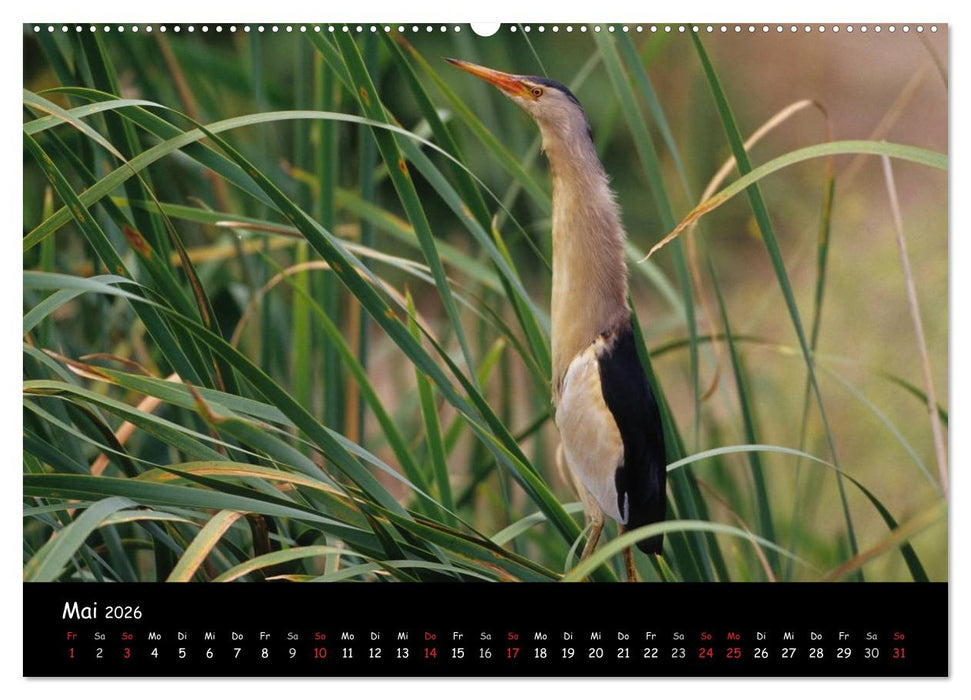 Naturjuwelen - Neusiedler See (CALVENDO Premium Wandkalender 2026)