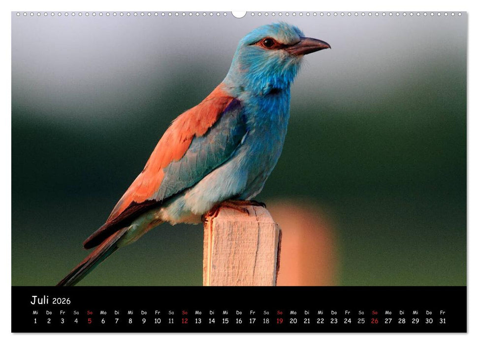 Naturjuwelen - Neusiedler See (CALVENDO Premium Wandkalender 2026)