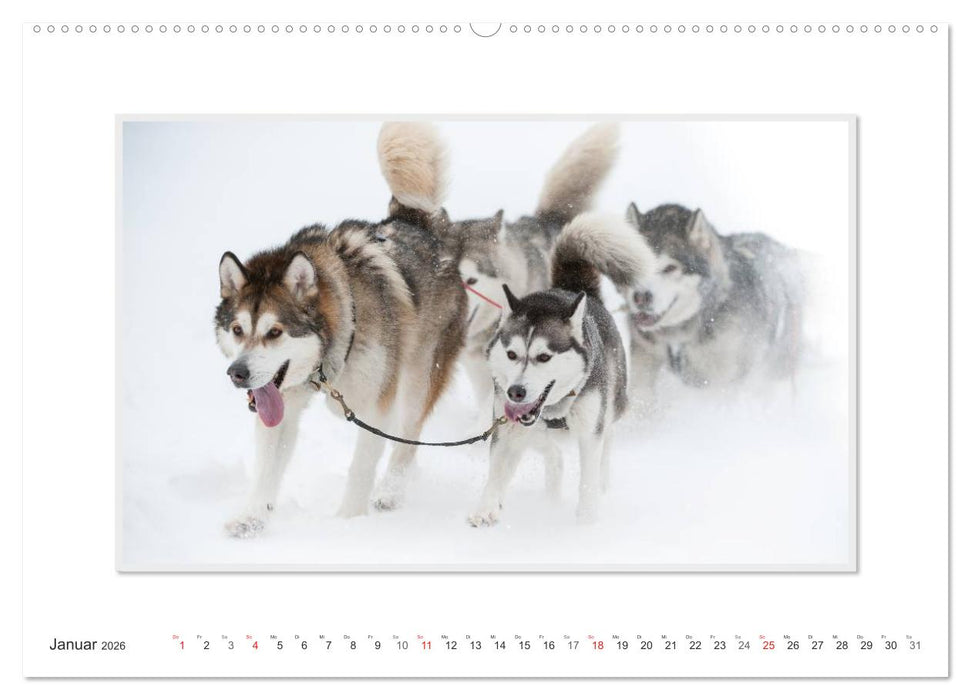 Emotionale Momente: The Art of Huskys. / CH-Version (CALVENDO Premium Wandkalender 2026)