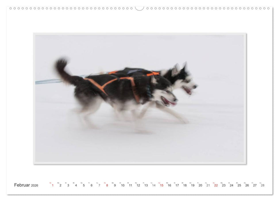 Emotionale Momente: The Art of Huskys. / CH-Version (CALVENDO Premium Wandkalender 2026)