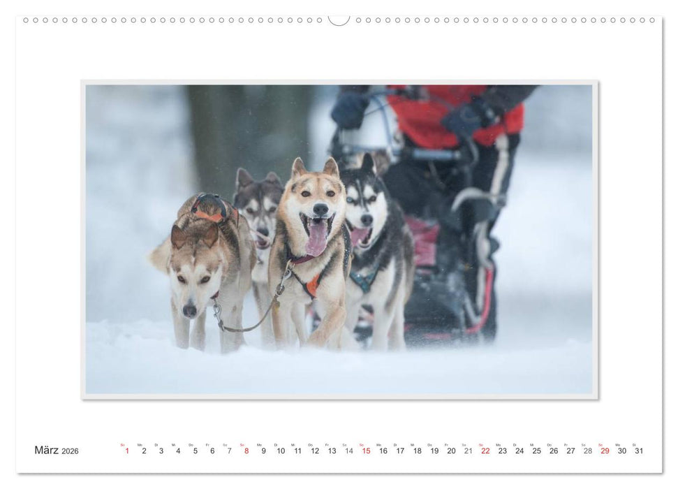 Emotionale Momente: The Art of Huskys. / CH-Version (CALVENDO Premium Wandkalender 2026)