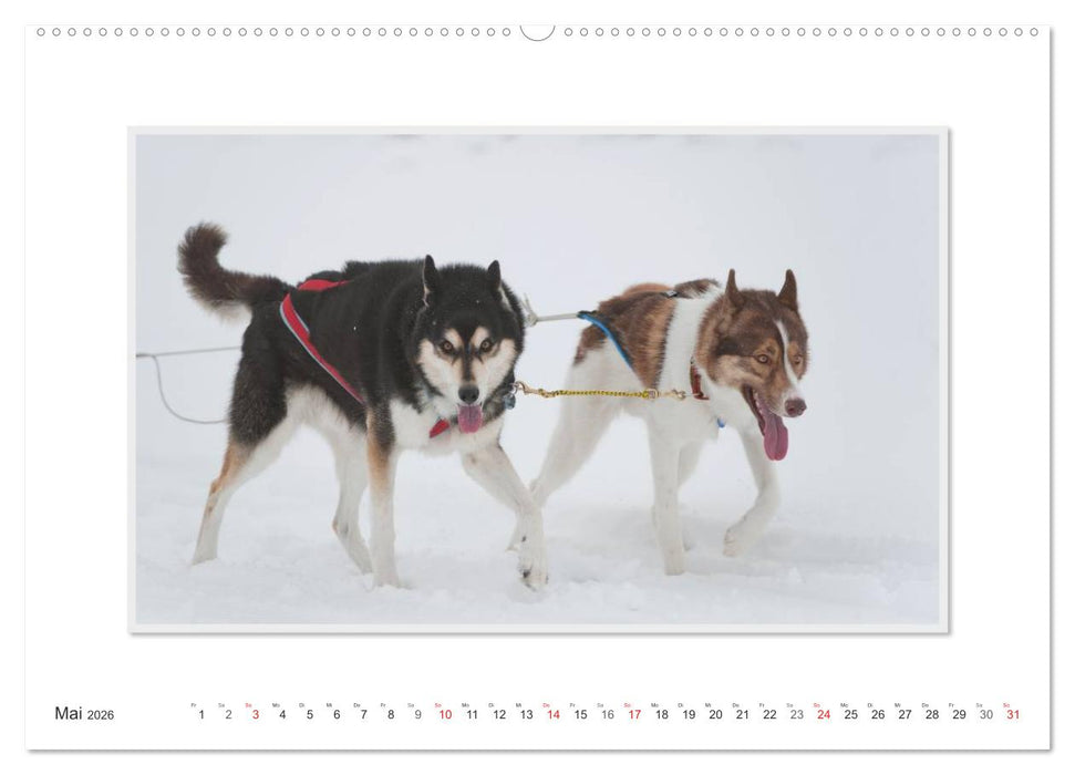 Emotionale Momente: The Art of Huskys. / CH-Version (CALVENDO Premium Wandkalender 2026)