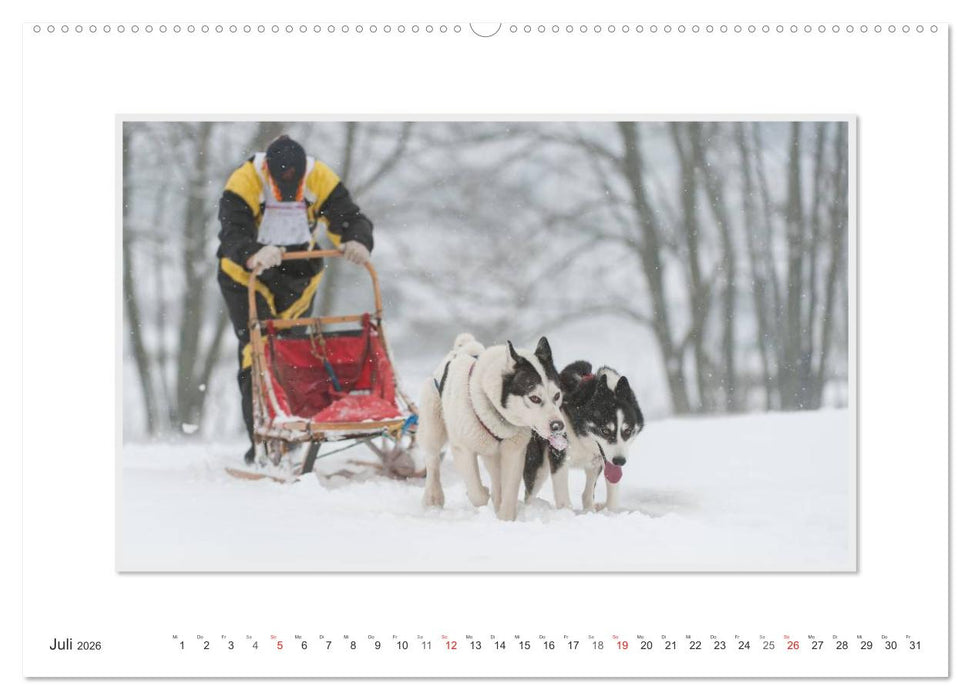 Emotionale Momente: The Art of Huskys. / CH-Version (CALVENDO Premium Wandkalender 2026)
