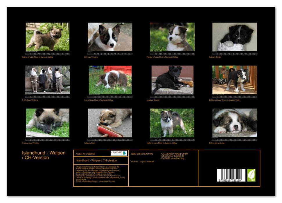 Islandhund - Welpen / CH-Version (CALVENDO Premium Wandkalender 2026)