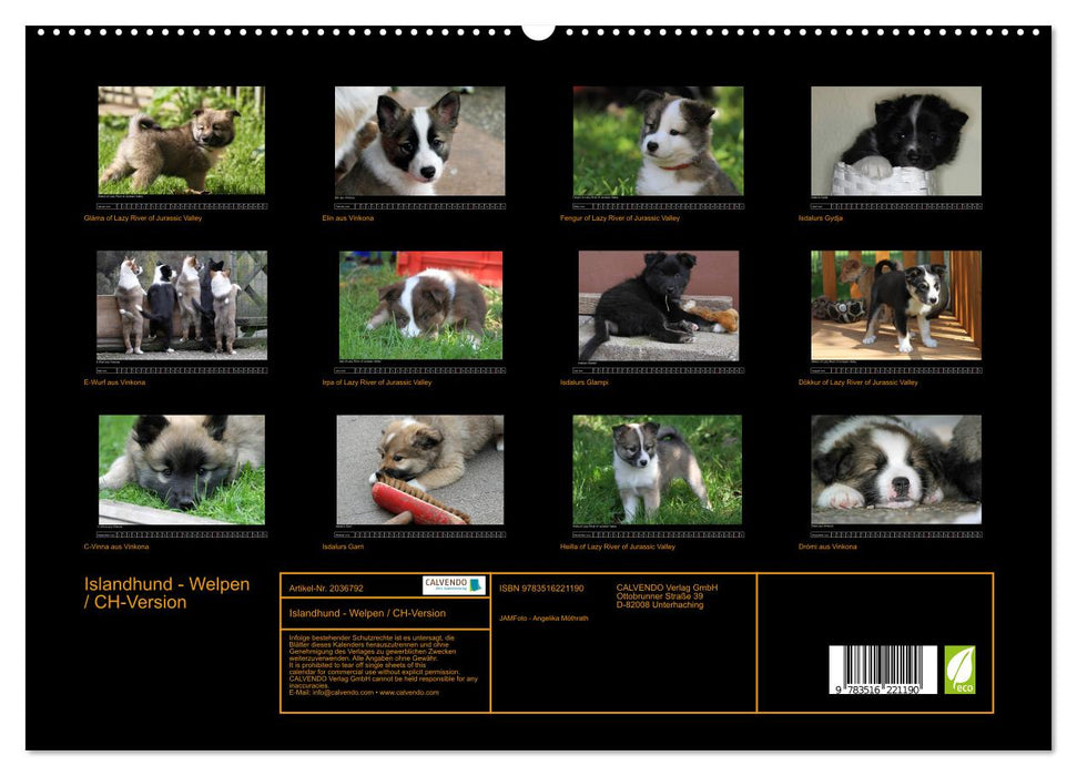 Islandhund - Welpen / CH-Version (CALVENDO Premium Wandkalender 2026)