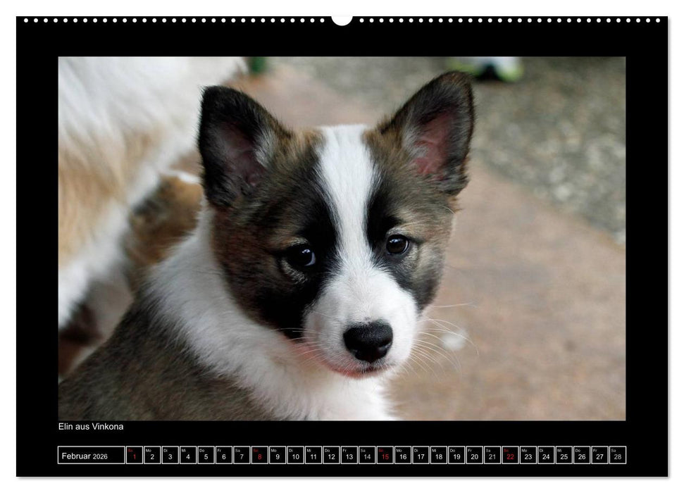Islandhund - Welpen / CH-Version (CALVENDO Premium Wandkalender 2026)