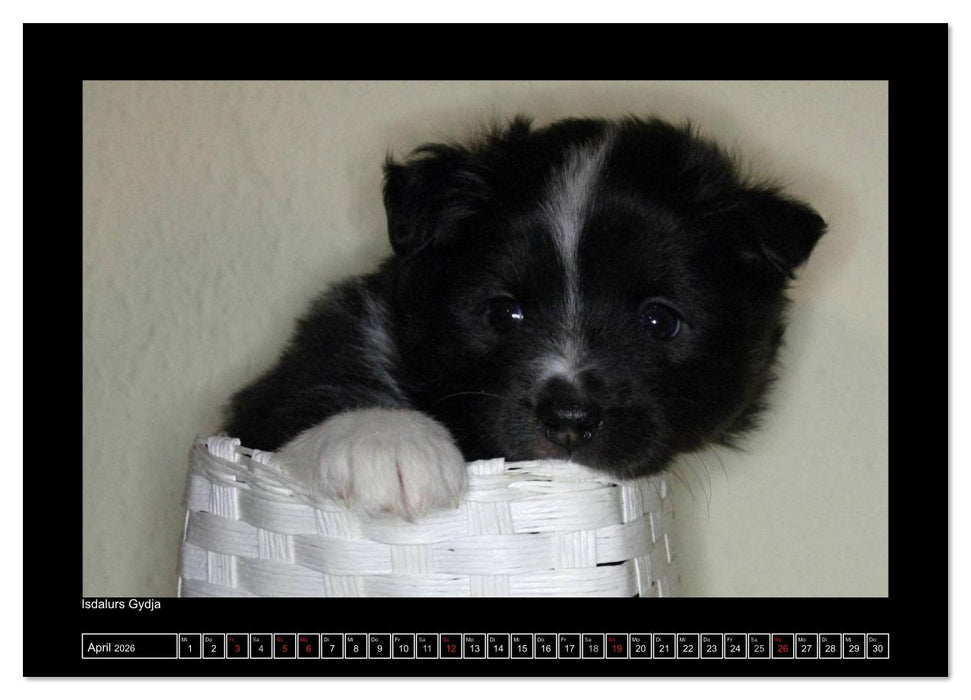 Islandhund - Welpen / CH-Version (CALVENDO Premium Wandkalender 2026)