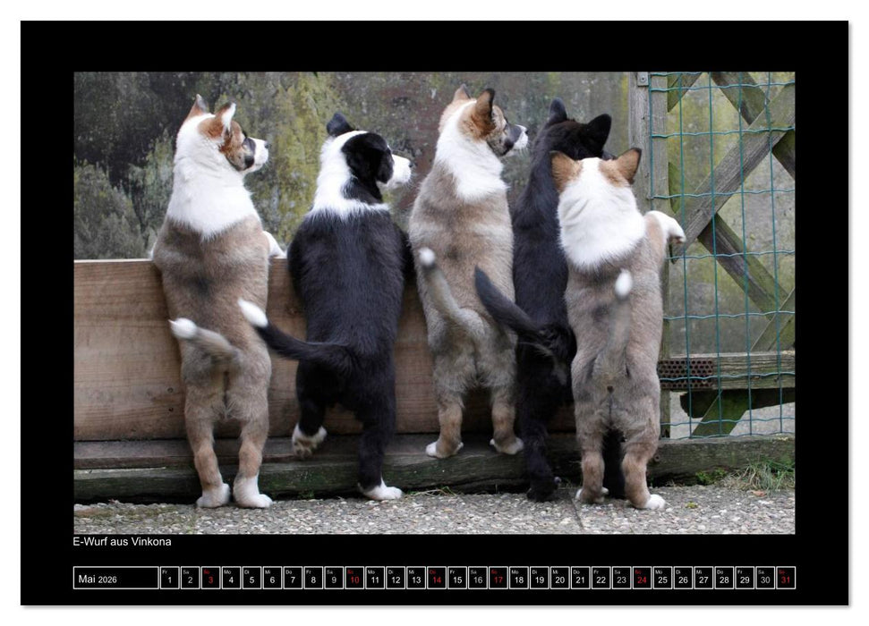 Islandhund - Welpen / CH-Version (CALVENDO Premium Wandkalender 2026)