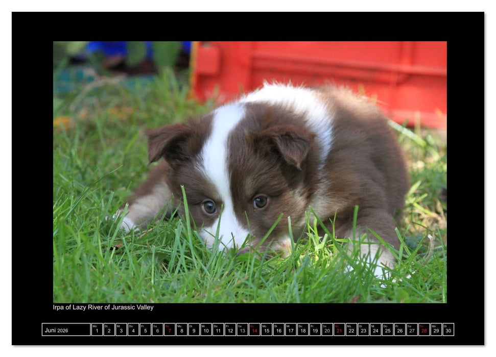 Islandhund - Welpen / CH-Version (CALVENDO Premium Wandkalender 2026)