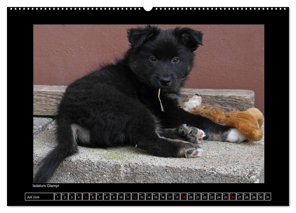 Islandhund - Welpen / CH-Version (CALVENDO Premium Wandkalender 2026)