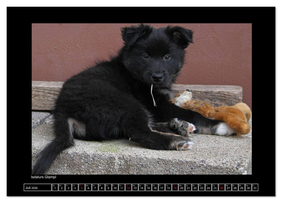Islandhund - Welpen / CH-Version (CALVENDO Premium Wandkalender 2026)