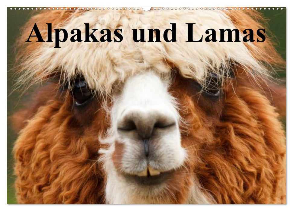 Alpakas und Lamas (CALVENDO Wandkalender 2026)