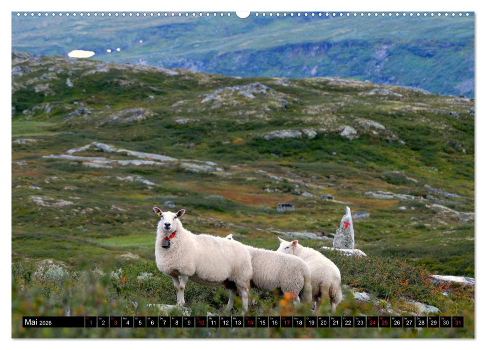 Streifzug durch Norwegens Hardangervidda (CALVENDO Wandkalender 2026)