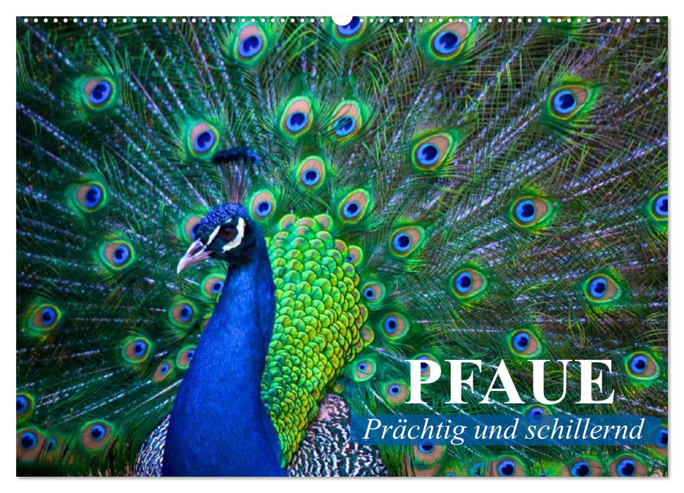 Pfaue. Prächtig und schillernd (CALVENDO Wandkalender 2026)