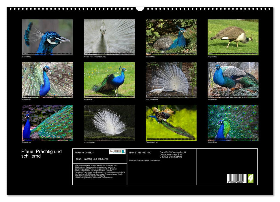 Pfaue. Prächtig und schillernd (CALVENDO Wandkalender 2026)