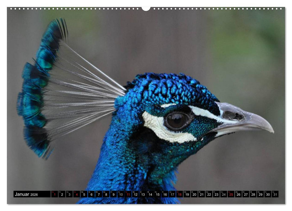 Pfaue. Prächtig und schillernd (CALVENDO Wandkalender 2026)