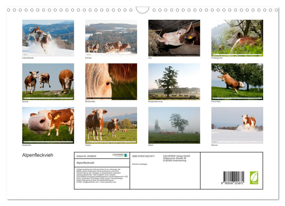 Alpenfleckvieh (CALVENDO Wandkalender 2026)