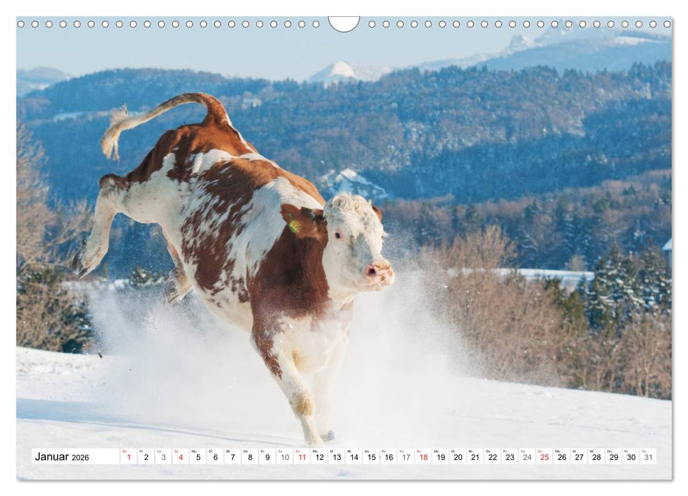 Alpenfleckvieh (CALVENDO Wandkalender 2026)