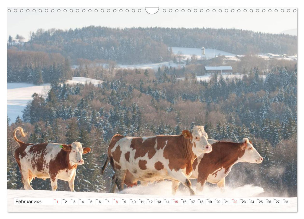 Alpenfleckvieh (CALVENDO Wandkalender 2026)