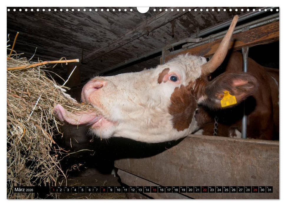 Alpenfleckvieh (CALVENDO Wandkalender 2026)