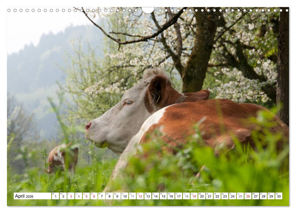 Alpenfleckvieh (CALVENDO Wandkalender 2026)