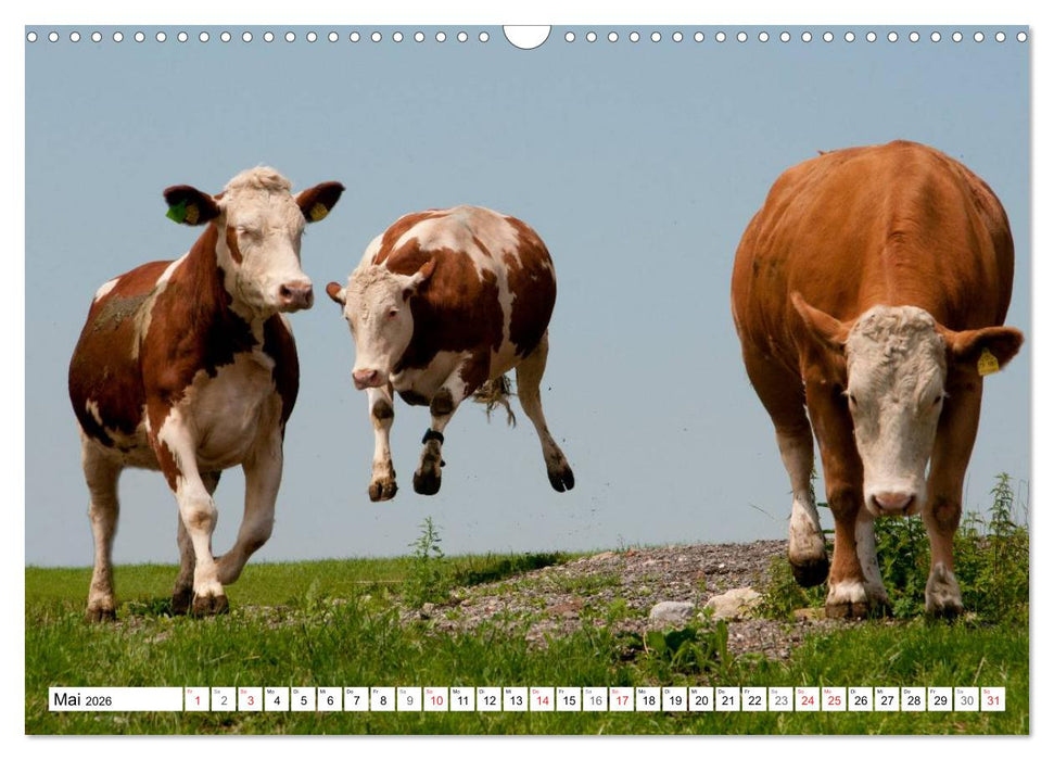 Alpenfleckvieh (CALVENDO Wandkalender 2026)