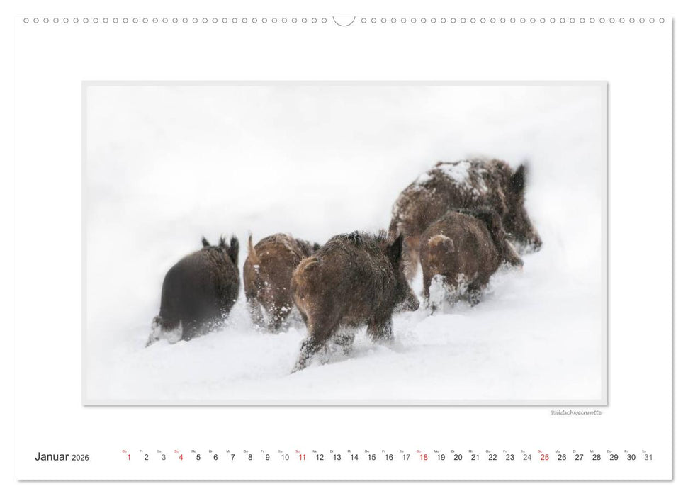 Emotionale Momente: Das Wildschwein. / CH-Version (CALVENDO Premium Wandkalender 2026)