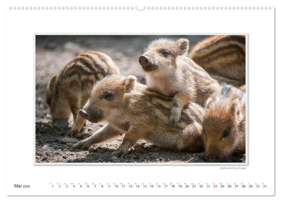 Emotionale Momente: Das Wildschwein. / CH-Version (CALVENDO Premium Wandkalender 2026)