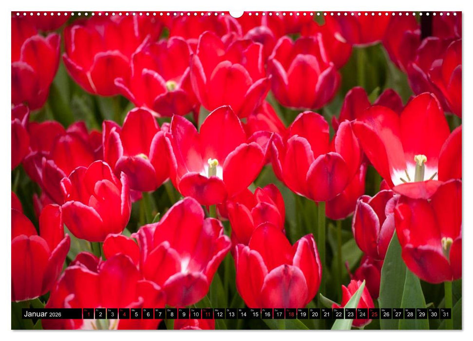 Tulpen (CALVENDO Premium Wandkalender 2026)