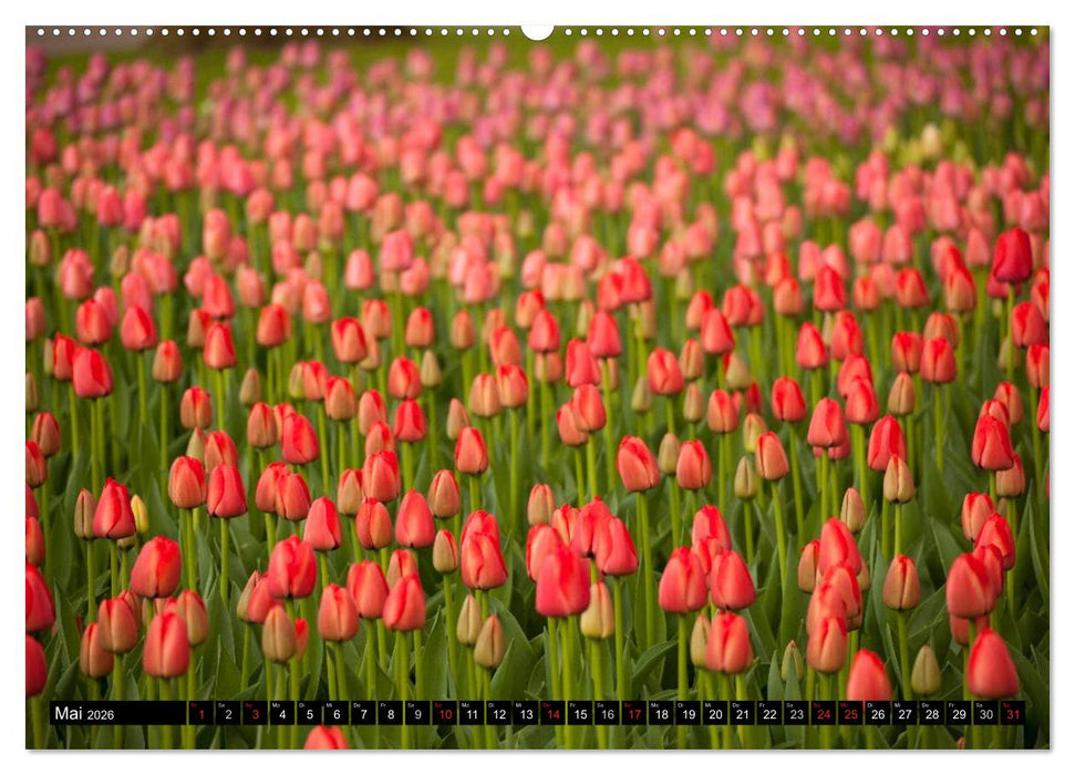 Tulpen (CALVENDO Premium Wandkalender 2026)