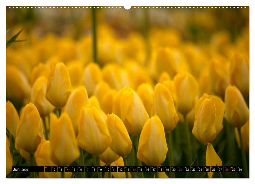 Tulpen (CALVENDO Premium Wandkalender 2026)