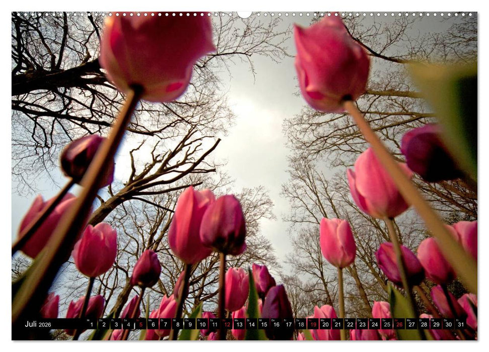 Tulpen (CALVENDO Premium Wandkalender 2026)