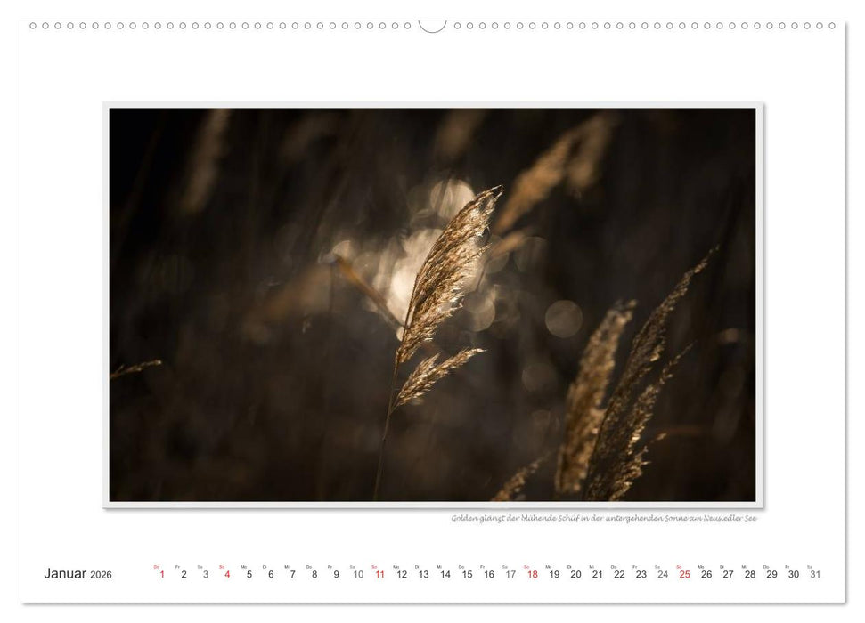 Neusiedler See / CH-Version (CALVENDO Premium Wandkalender 2026)