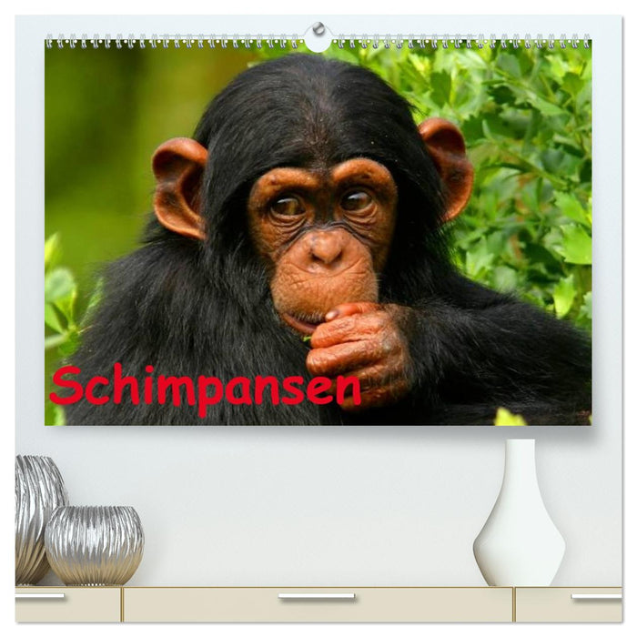 Schimpansen (CALVENDO Premium Wandkalender 2026)