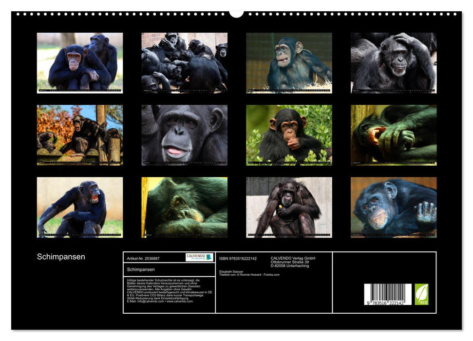 Schimpansen (CALVENDO Premium Wandkalender 2026)